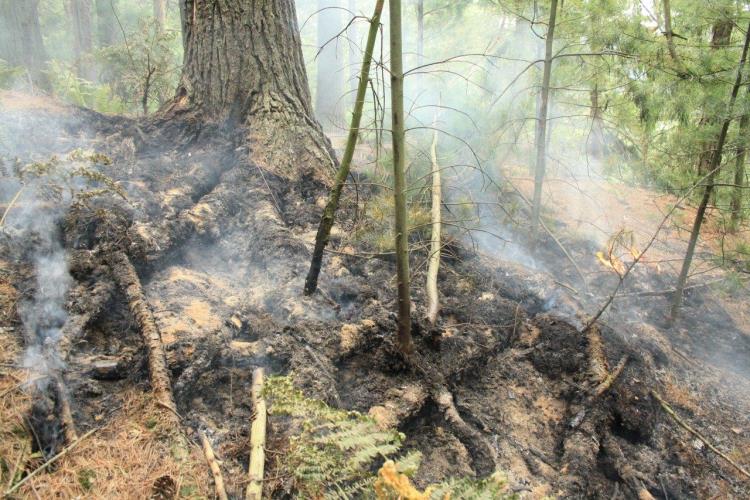 Požár lesa Hřensko (1).jpg