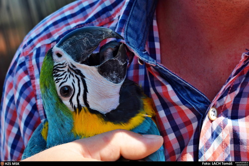 papoušek Ara.jpg