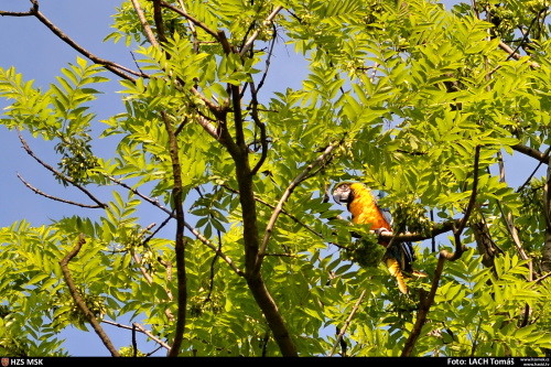 Papoušek Ara2.jpg