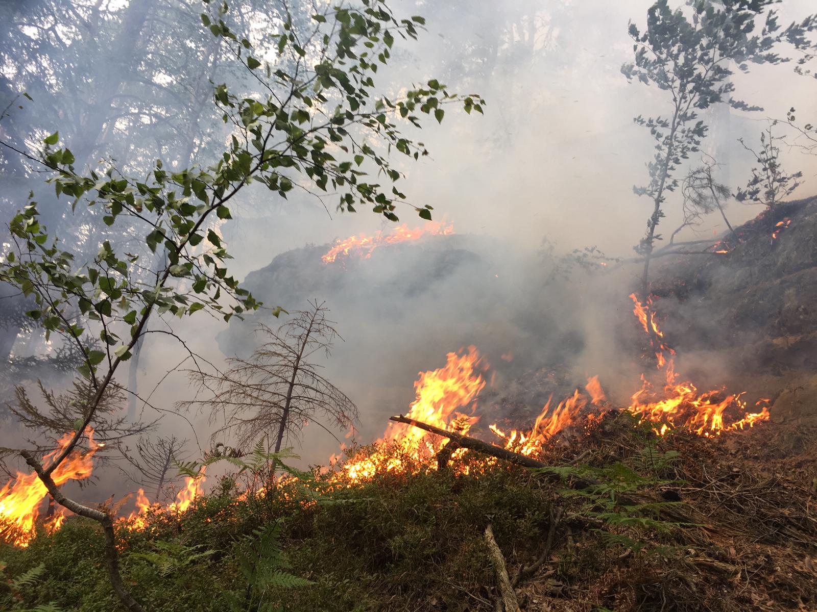 požár lesního porostu