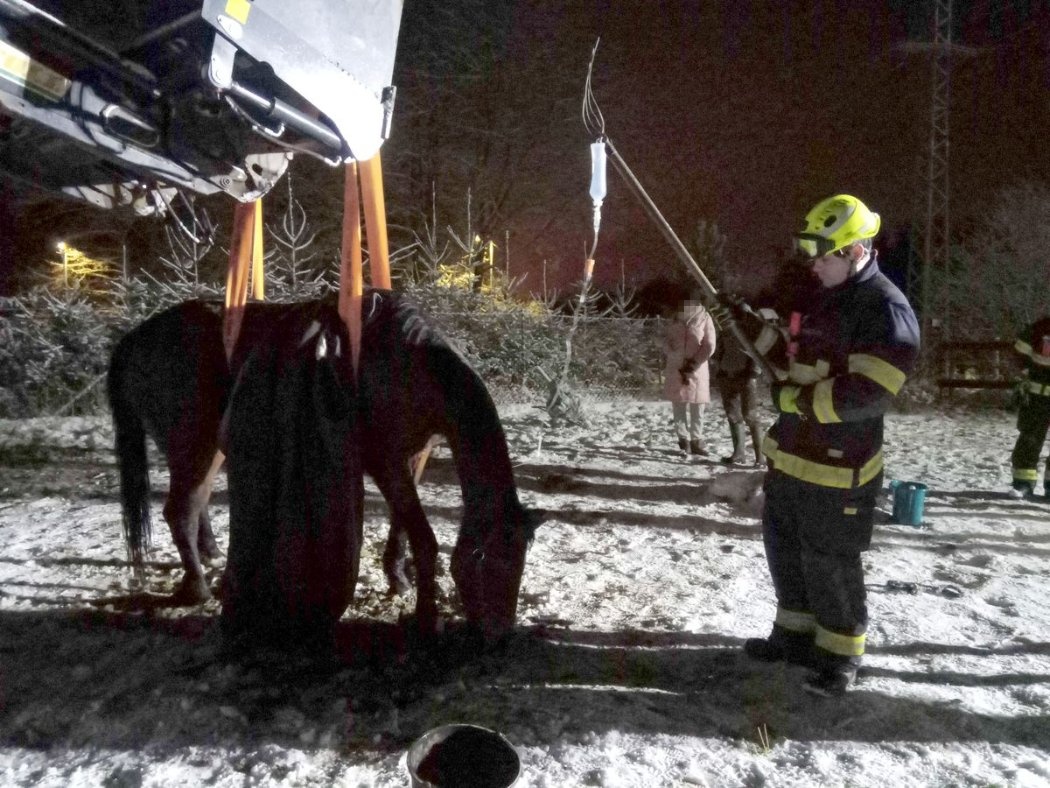 KVK_pomoc při zvednutí zraněného koně_zvíře stojí pomocí podpěry a hasič nad ním přidržuje kapačku.jpg