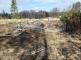 Tři jednotky hasičů likvidovaly požár v lese u Žirovnice.