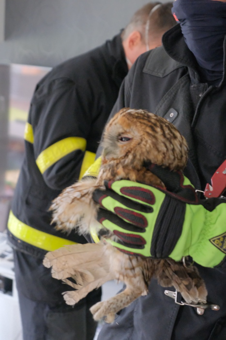 MSK_ostravští hasiči zachraňovali puštíka z komína_hasič drží vysvobozené zvíře.jpg