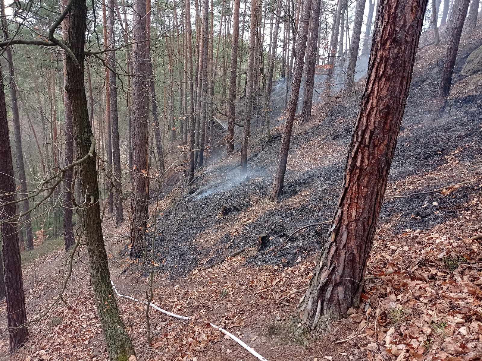 Požár lesní hrabanky