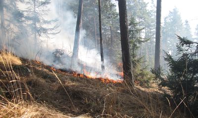 Požár lesa - ilustrační foto