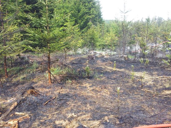 Požár lesní školky v Pardubickém kraji letos v květnu způsobily děti