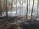 likvidace požáru lesa (4).jpg
