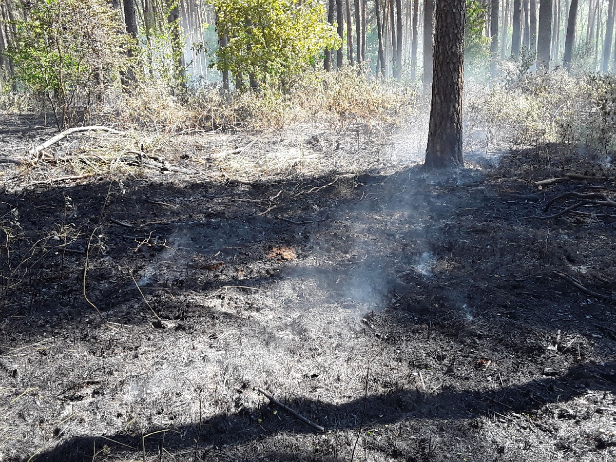 2021-06-09-požár lesního porostu Rohatec/2021-06-09-požár Rohatec (2).jpg