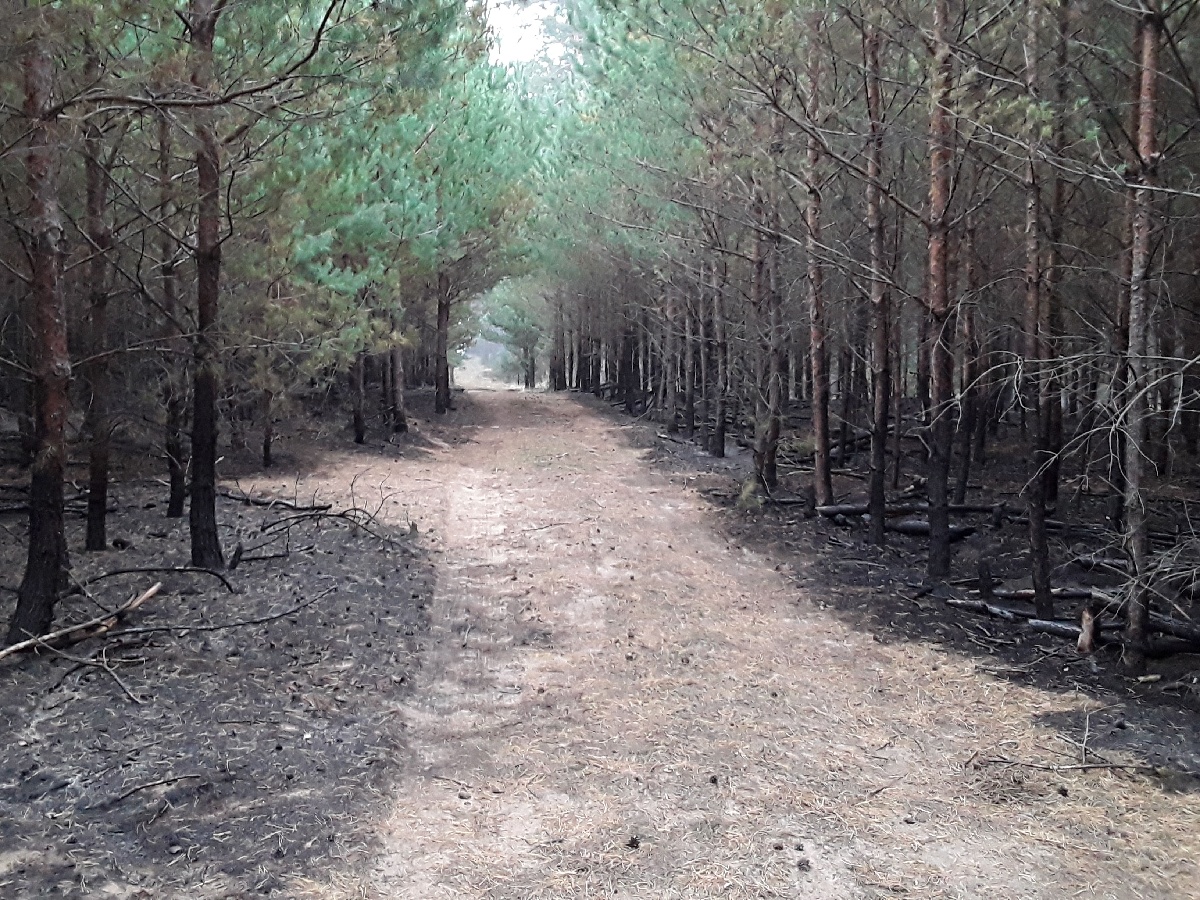 Požár lesa (2).jpg