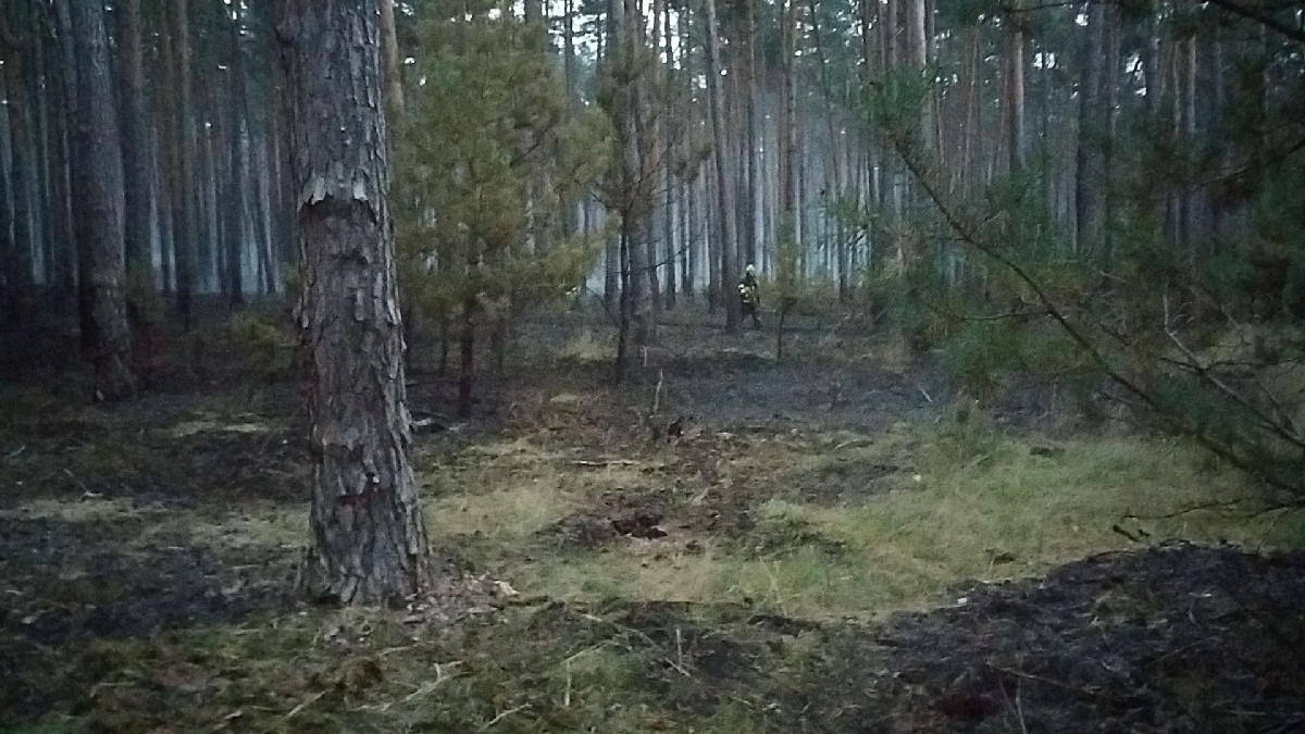 Požár lesa (24).jpg