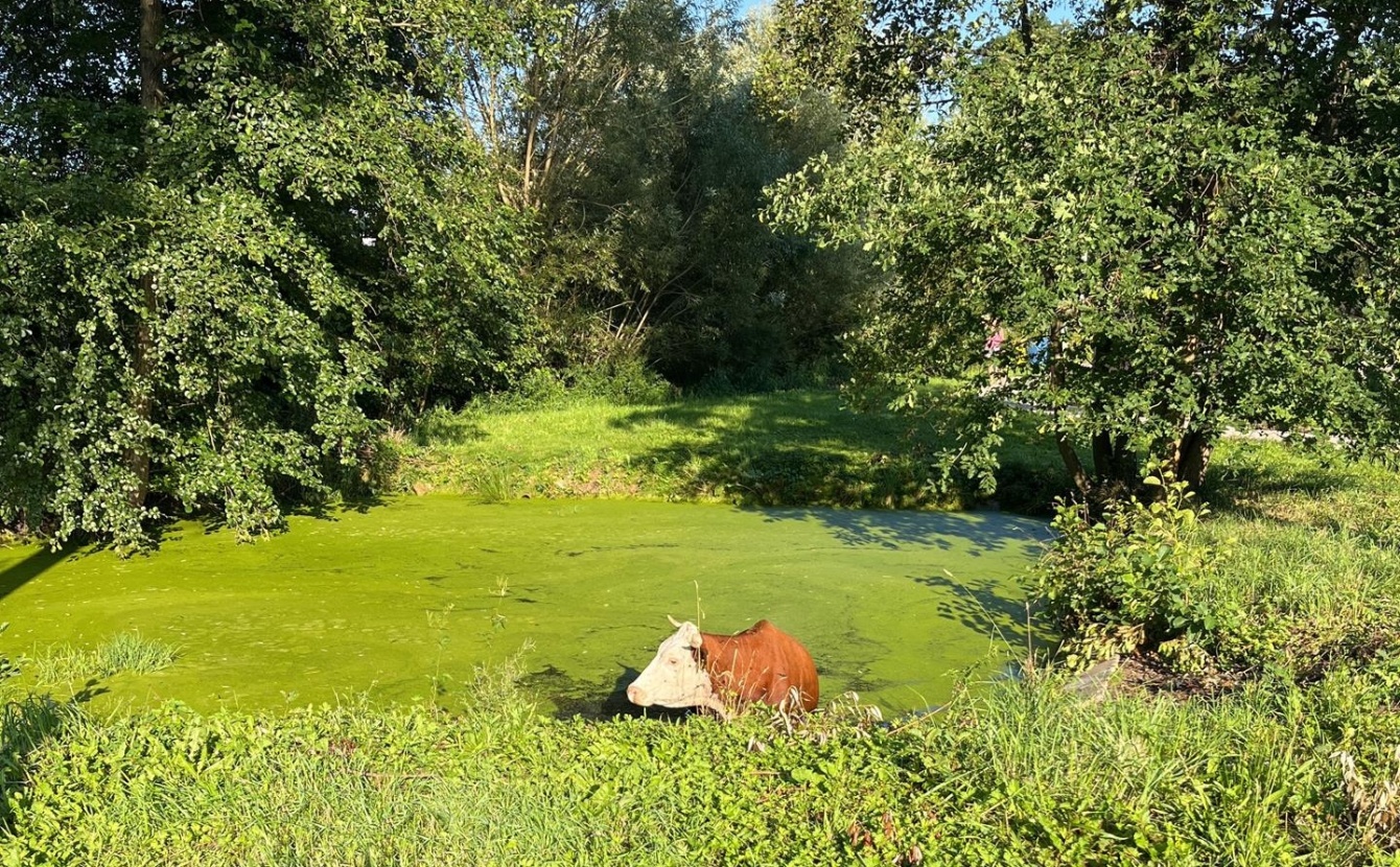 117-Záchrana krávy z rybníčku v obci Dolní Lomnice poblíž Mirošovic.jpg