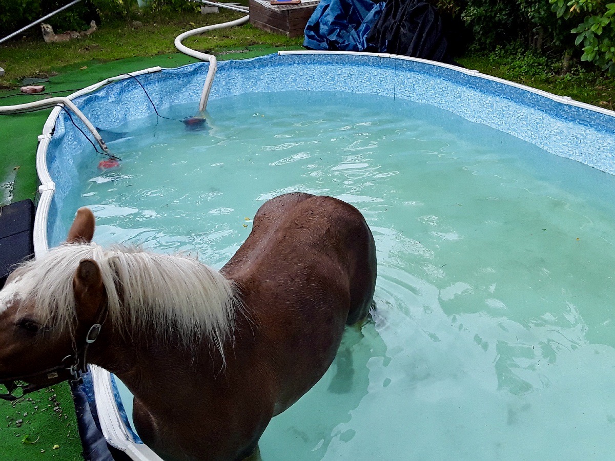 Kůň v bazénu