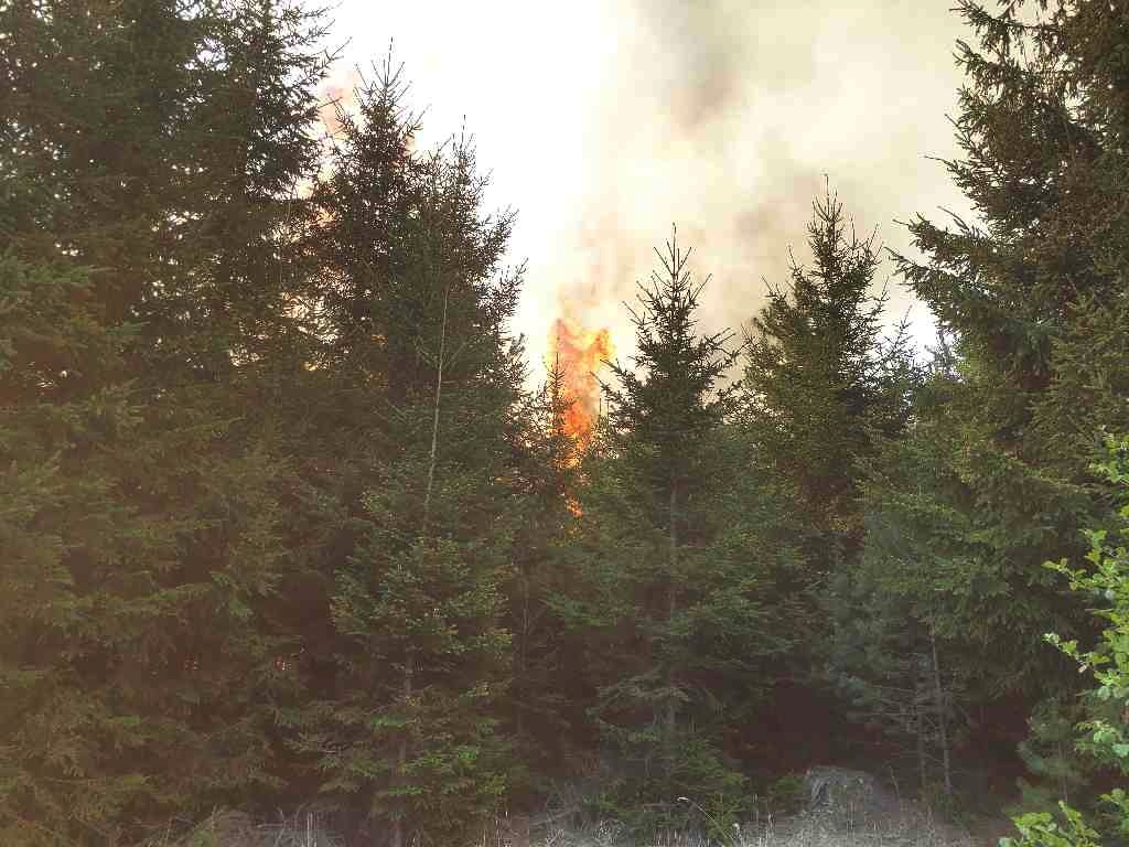 požár lesa (2).jpg